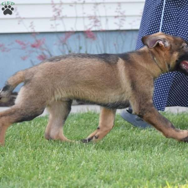 Kerry, German Shepherd Puppy